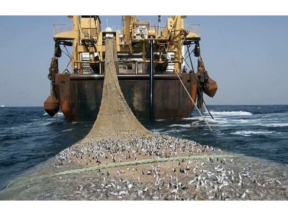 Fishing Industry